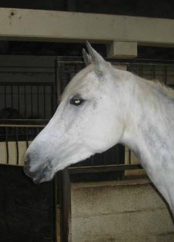 Epona